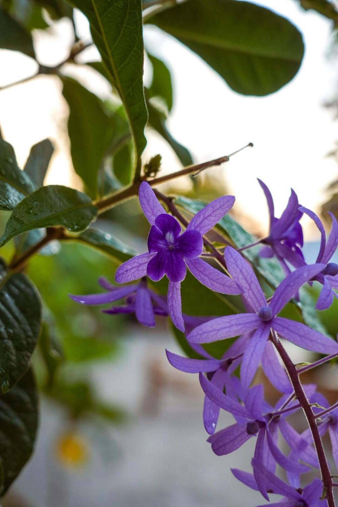 فندق The Garden باجي المظهر الخارجي الصورة